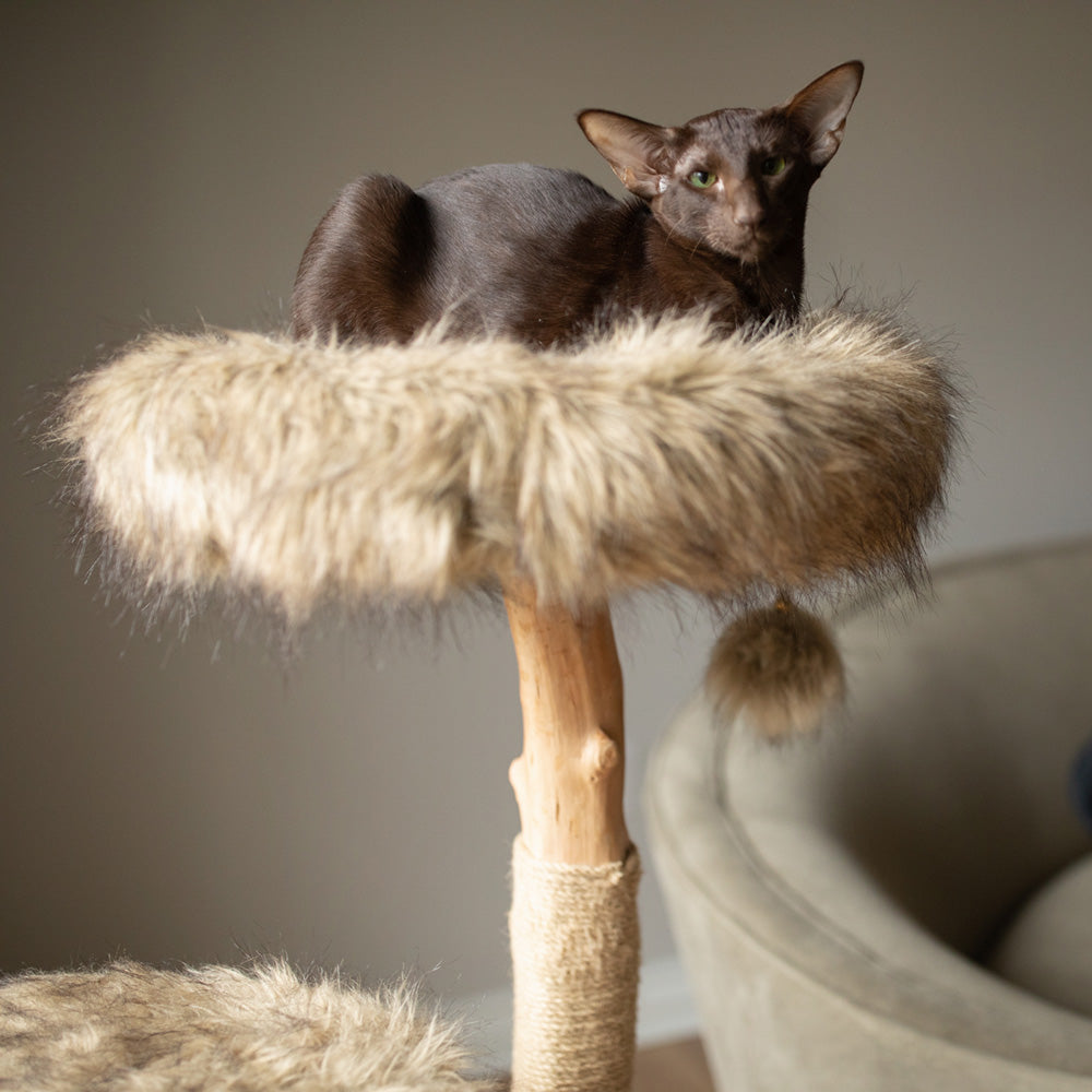 Arbre à chat en bois naturel avec niche et perchoirs rembourrés – Modèle Alba