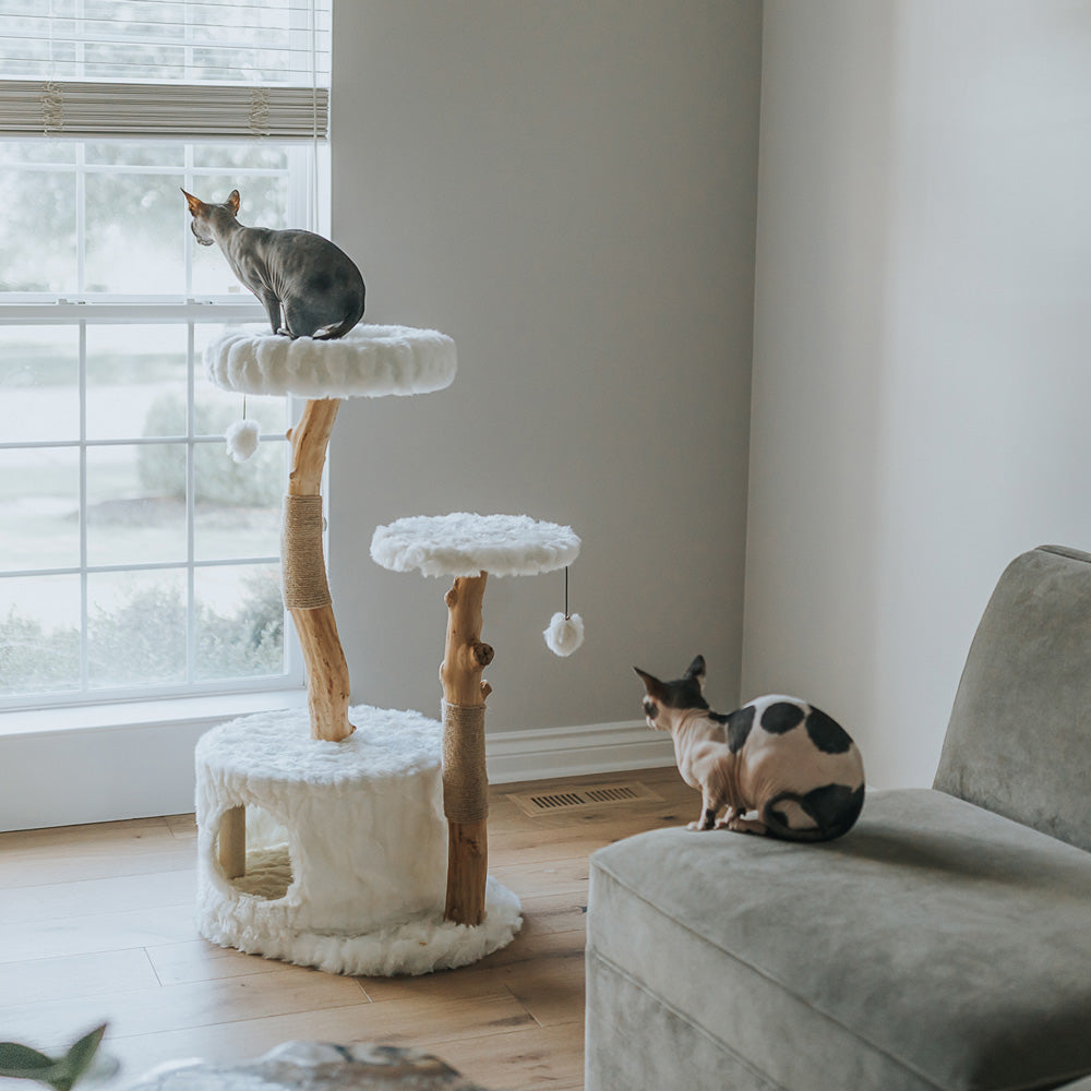 Arbre à chat en bois naturel avec niche et perchoirs rembourrés – Modèle Alba