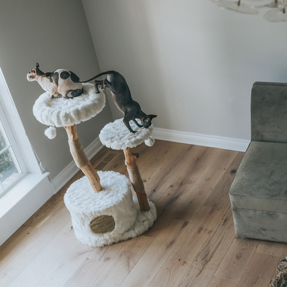 Arbre à chat en bois naturel avec niche et perchoirs rembourrés – Modèle Alba
