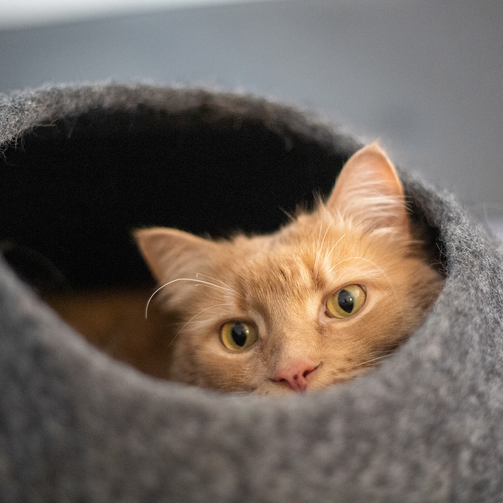 Niche pour chat en feutrine de laine avec bande blanche – Modèle Horizon