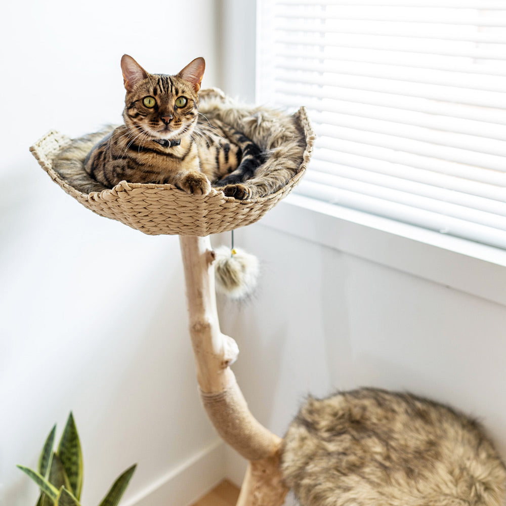 Arbre à chat en bois naturel avec panier tressé et griffoir – Modèle Uni
