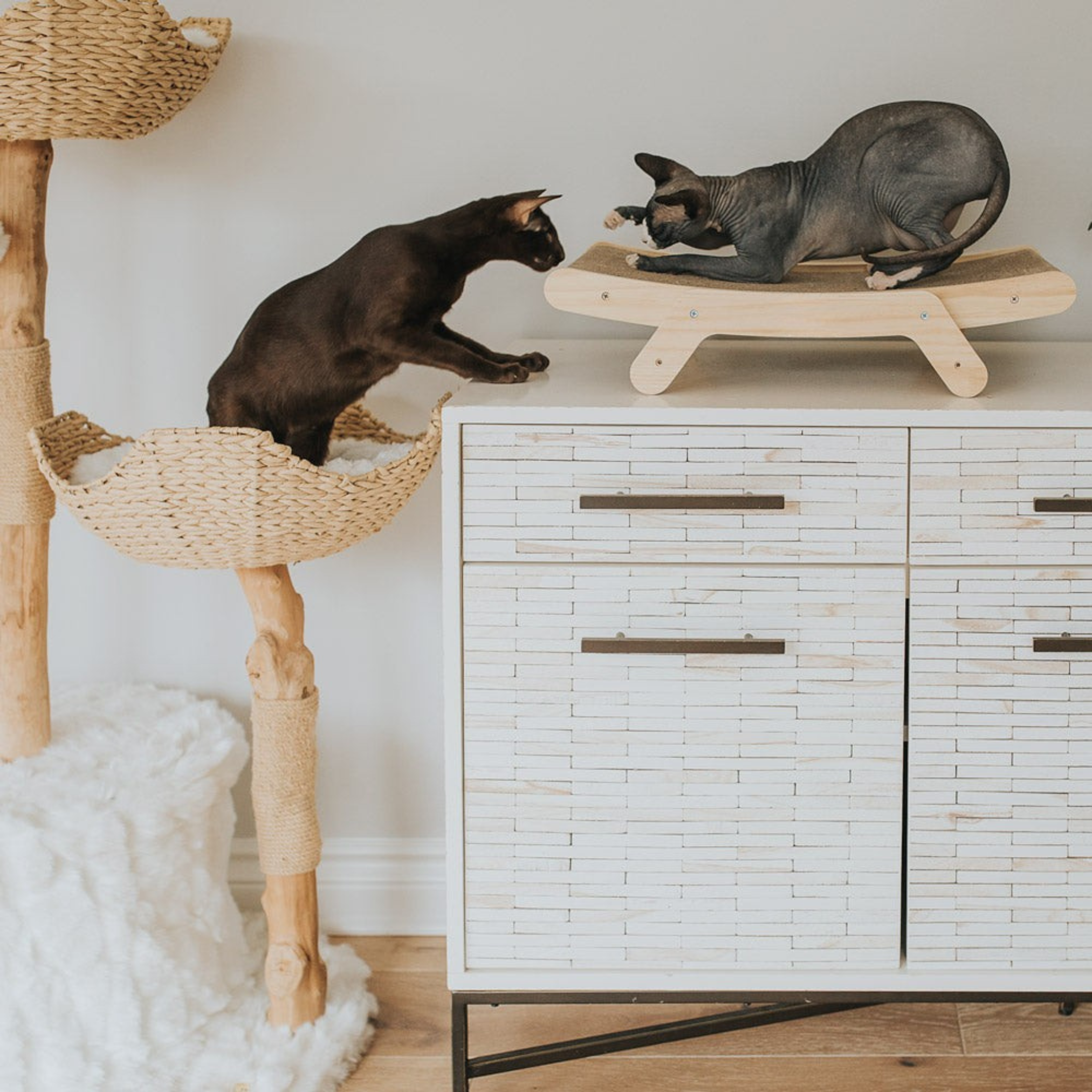 Griffoir pour chat avec cadre en bois – Modèle Emory