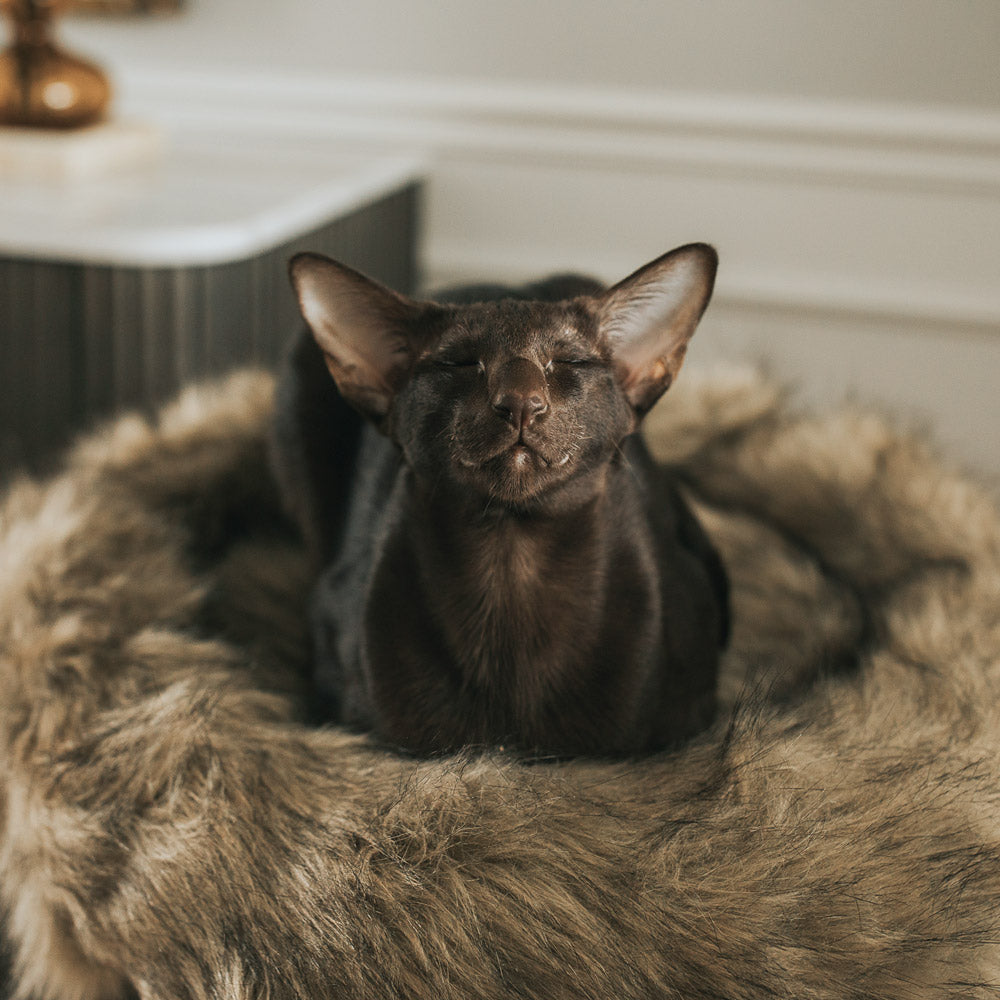 Arbre à chat en bois naturel avec lits superposés et griffoirs – Modèle Rizzo