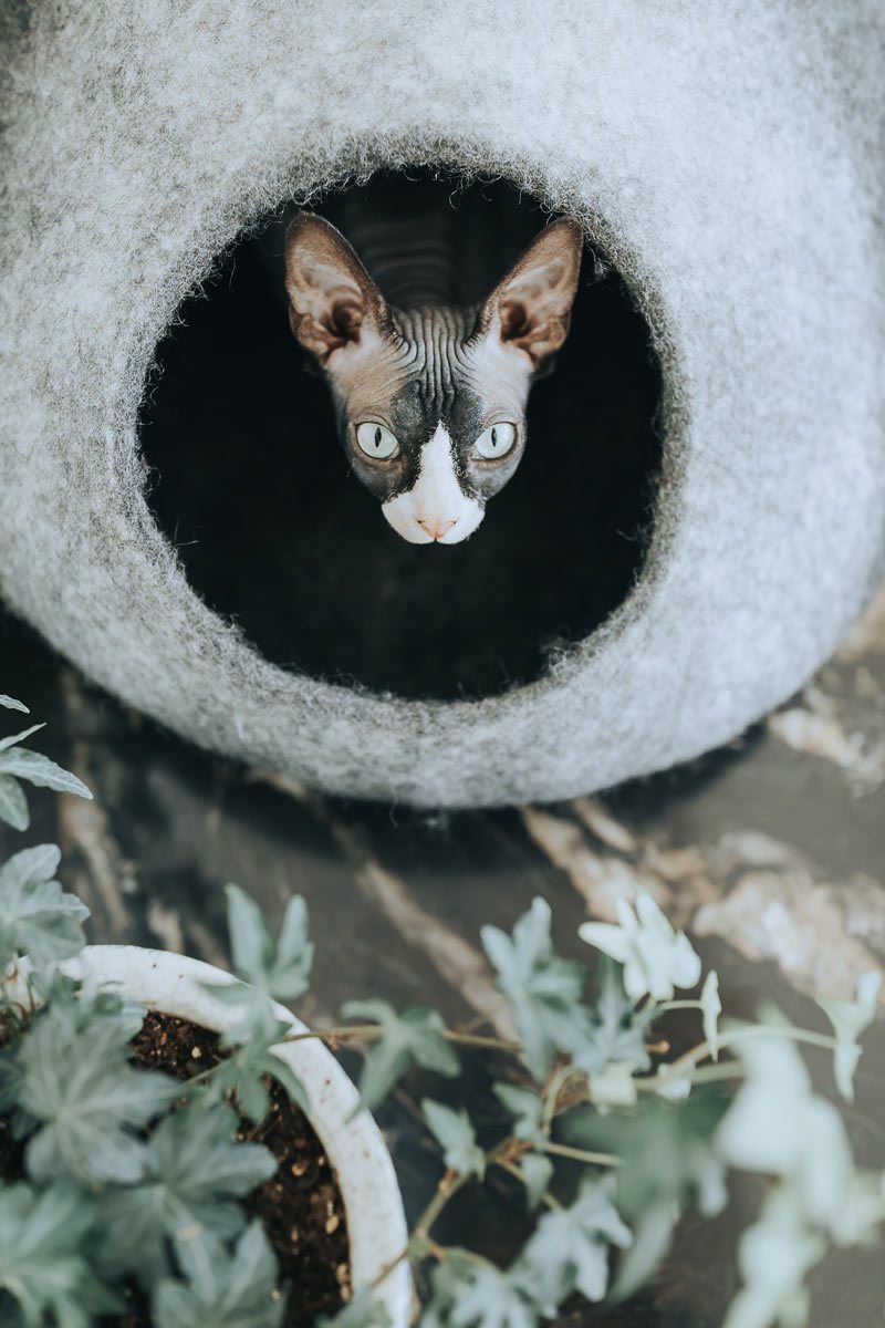 Niche pour chat en feutrine de laine